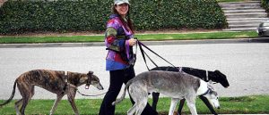 Dog Walking Equipment