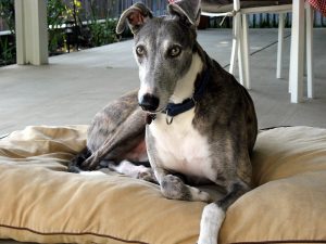 Greyhound happy at home