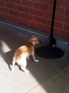 Scared little brown dog with ears back and tail tucked.