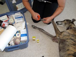 Person cutting dog's nails next to large first aid kit