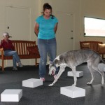 Eleven Year Old Greyhound at Nose Work Class