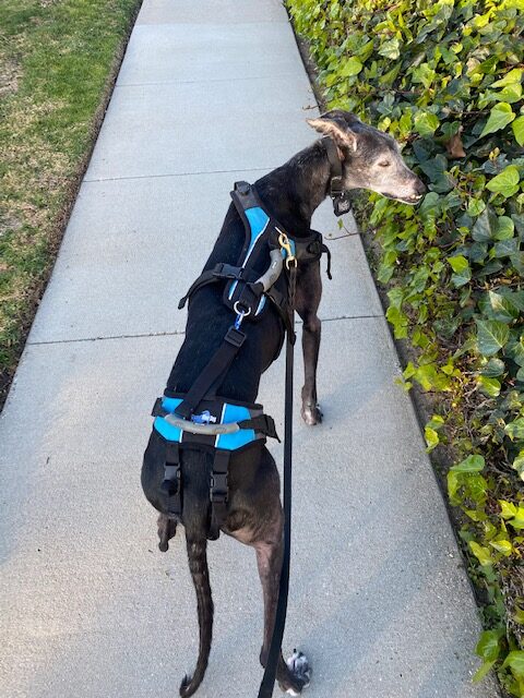 retired racing greyhound